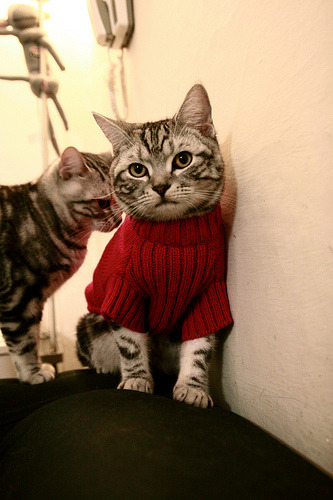 速度与荣耀的交汇，F1年度争冠焦点战与阿森纳爱尔兰征服记