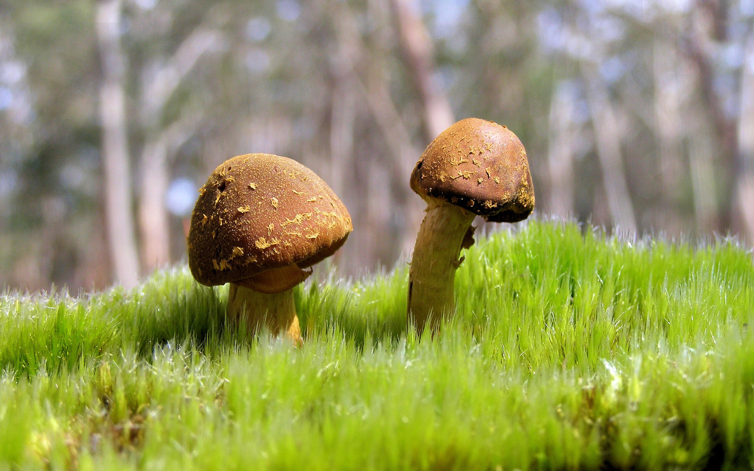 pg电子游戏-从密尔沃基到雅典，字母哥的奥运冲锋号—希腊生死战狂飙36分锁定关键胜利