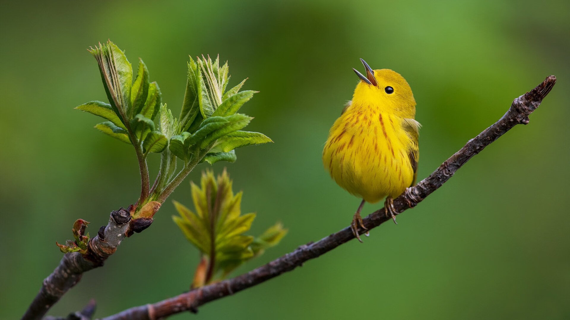 pg电子试玩-平行时空下的奇妙会师，F1年度争冠之夜，詹姆斯成为全场焦点