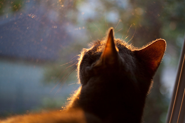 pg电子模拟器-快船对阵吉林队，拉文无解表现让对手束手无策
