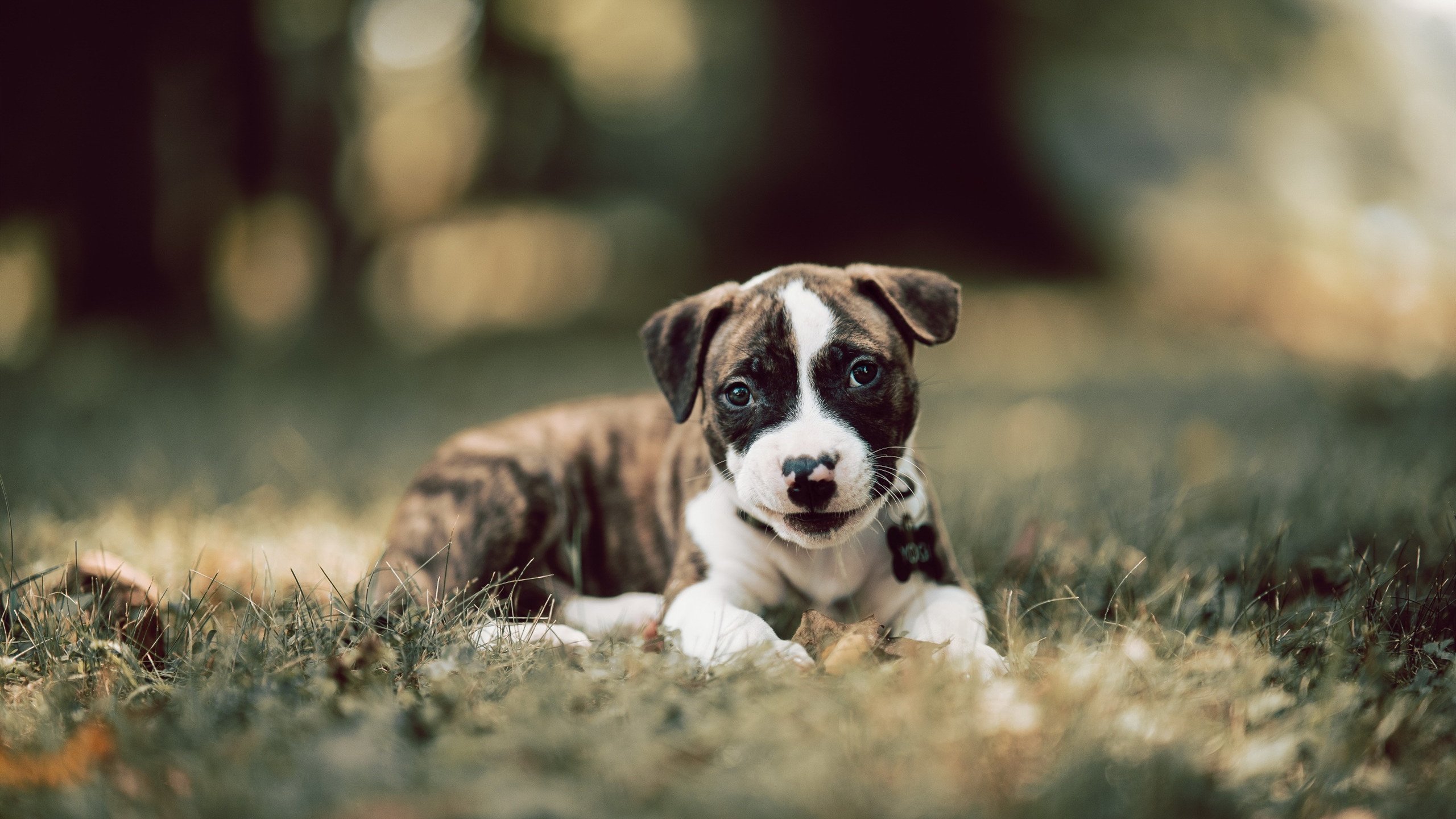 范弗利特一剑封喉！新疆队巅峰对决力克勇士，胜负手价值连城