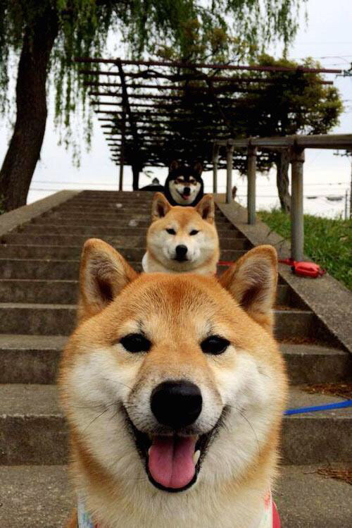 pg电子模拟器-辽宁队力克鹈鹕，武切维奇关键战不手软