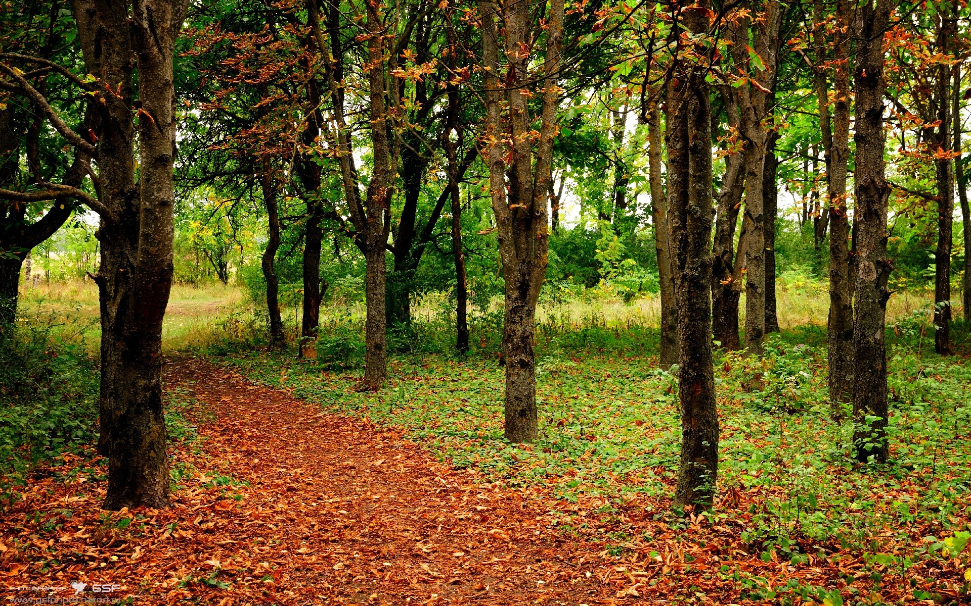 闪耀年度焦点之战！利拉德满分评分诠释何为大心脏