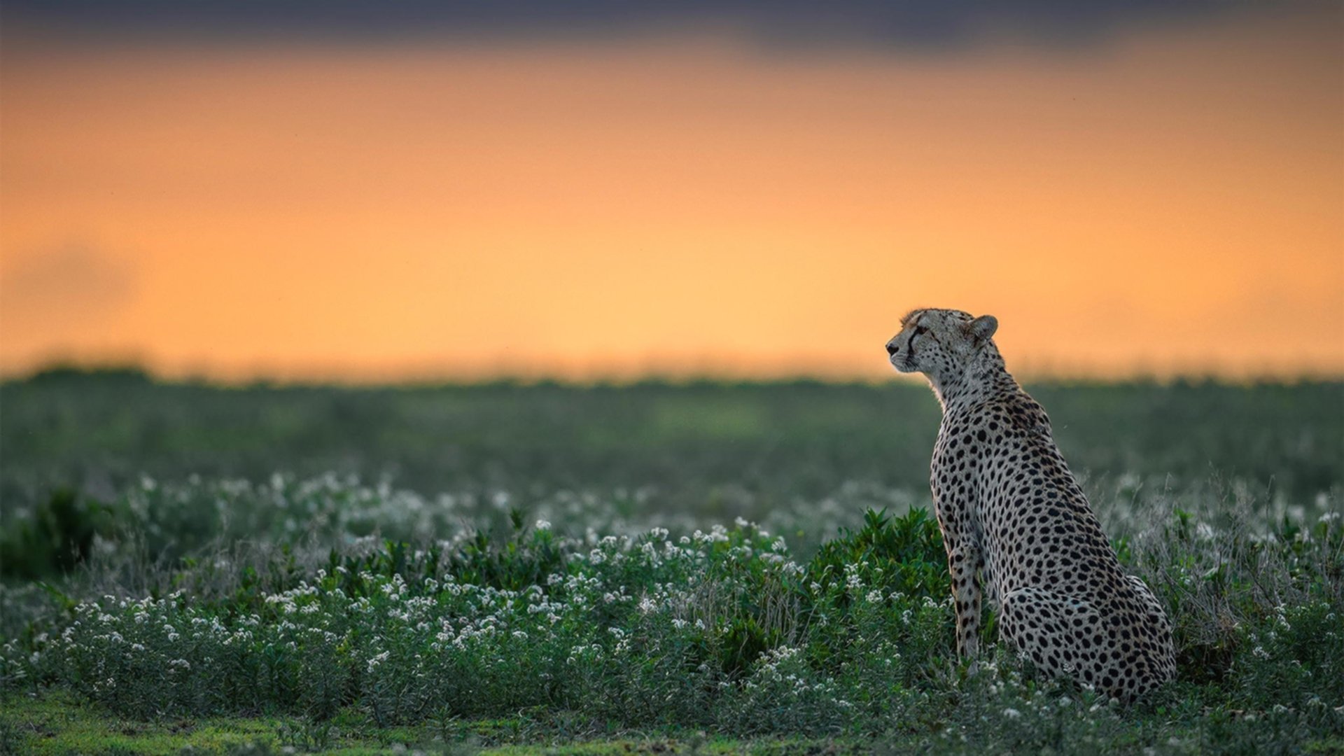 pg电子官网-范弗利特，撕裂雄鹿防线的转换引擎