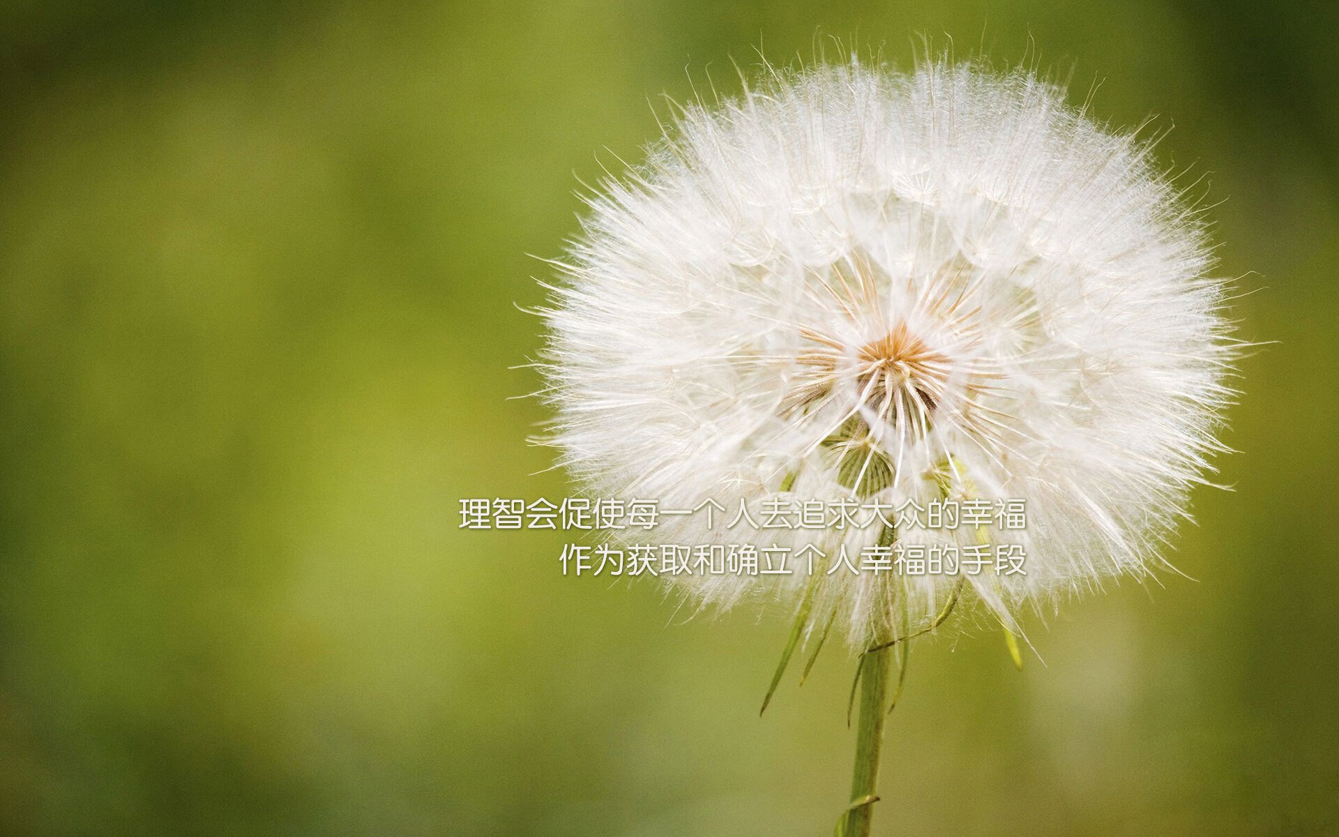 北非雄狮在亚平宁苏醒，久保建英的高能输出与足球的交响诗