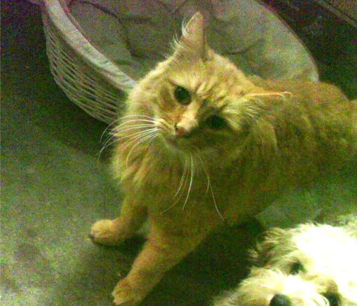 -年度焦点之战，吉林队加时险胜步行者，伦纳德空砍40+独木难支