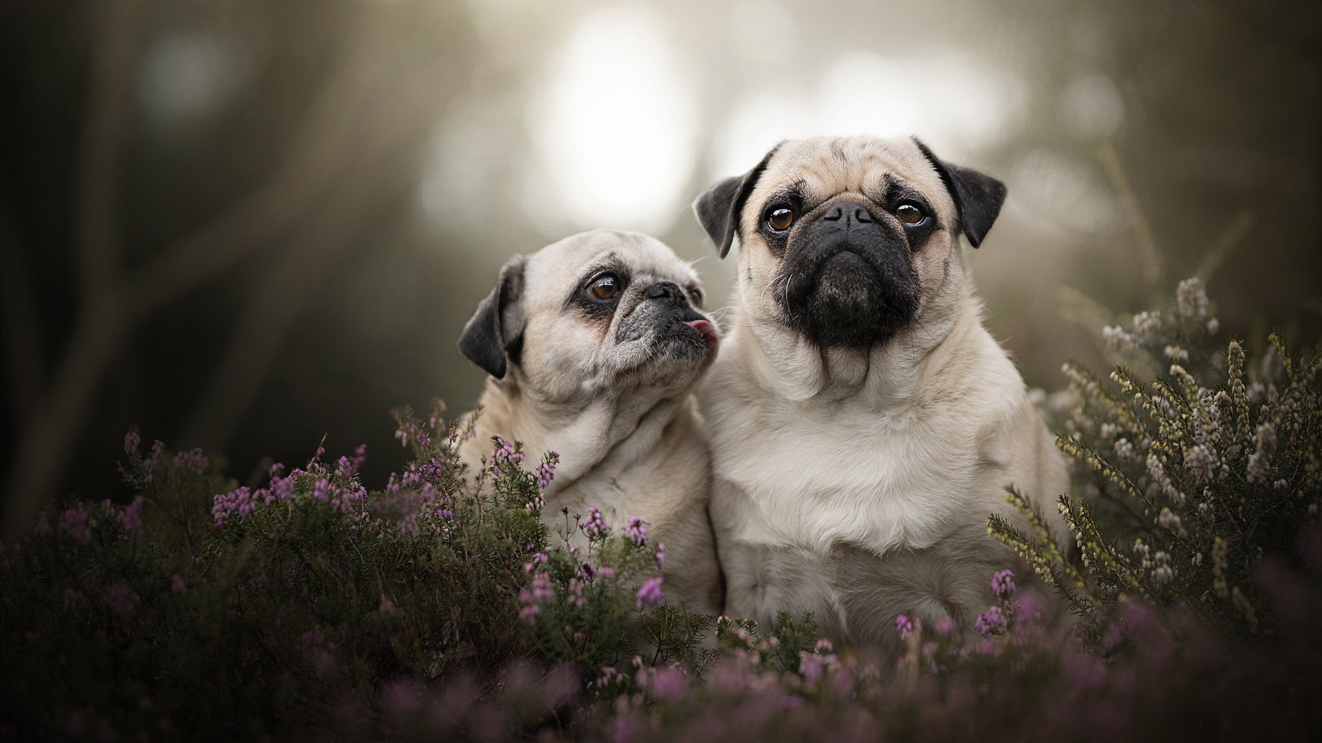 欧冠之夜皇马压哨绝杀法国豪门,三笘薰化身关键先生铸就传奇