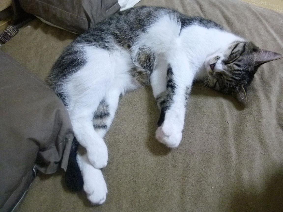 -欧冠战术革命，当克罗地亚链式防守遭遇莱万火力全开