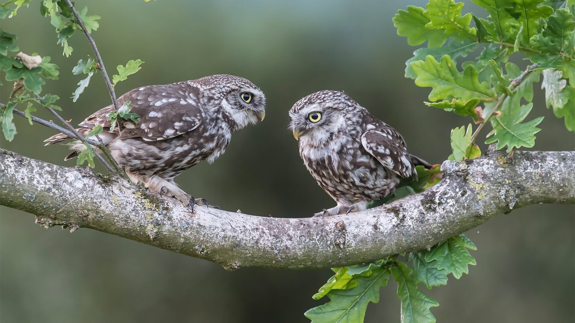 -绿茵与硬木，硬仗之夜的双王记