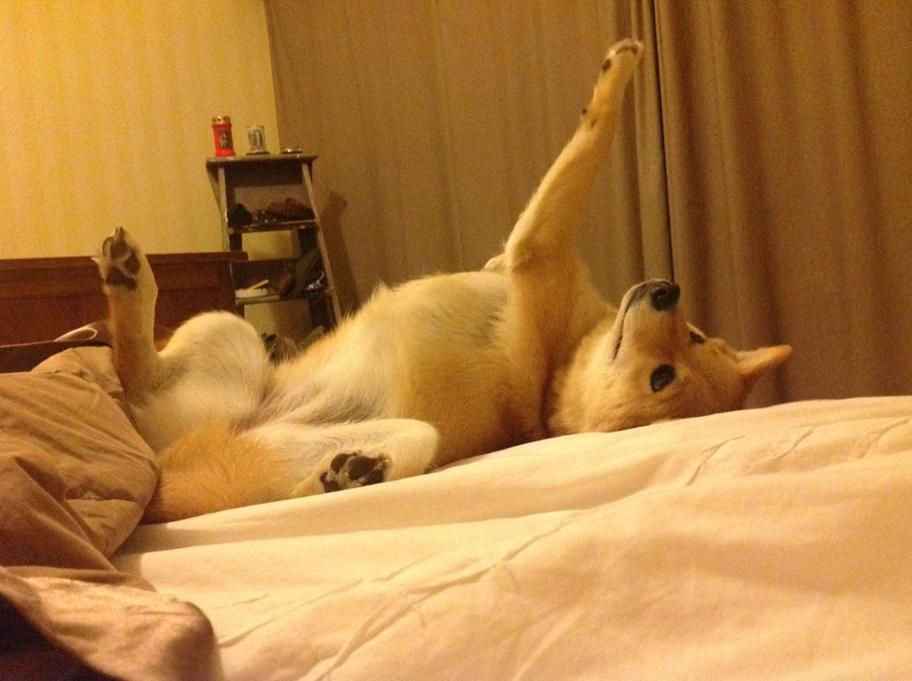 pg电子试玩网-吉林队对阵国王，霍勒迪惊艳四座的篮球盛宴