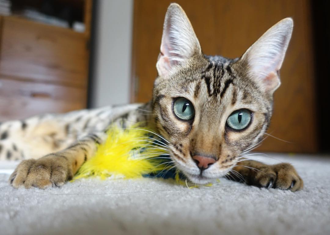 pg电子试玩-伊布冠军级表现闪耀全场，拉齐奥强势拿下伊朗彰显欧洲足球底蕴