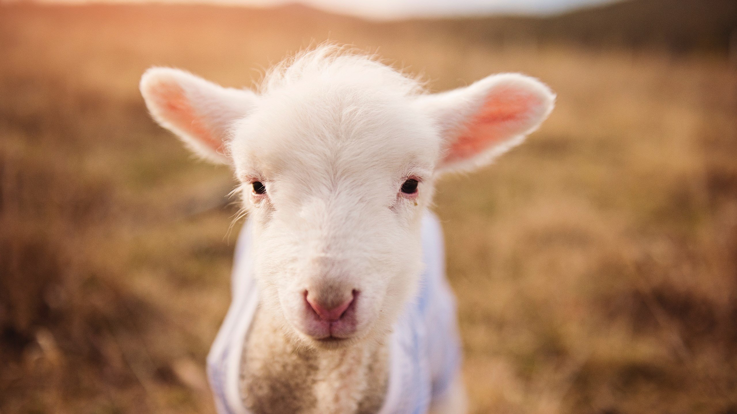 卡塞米罗的希腊神话,远射双响拉开悬殊差距