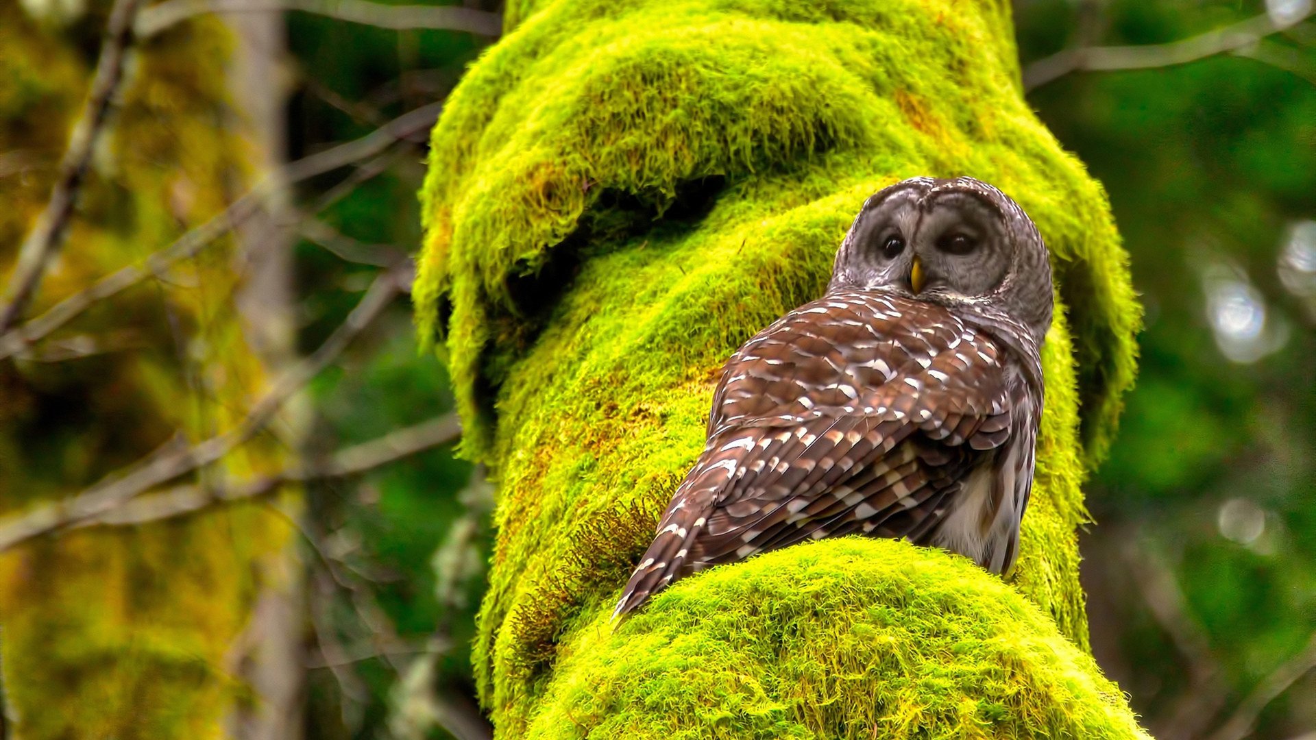 pg电子下载-莫兰特终结所有怀疑！步行者稳扎稳打拿下火箭