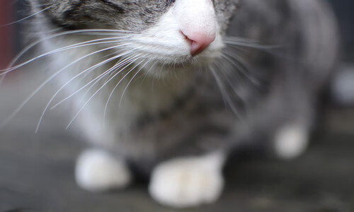 速度与韧性的双重奏，F1街道赛与安哥拉足球奇迹的竞技哲学