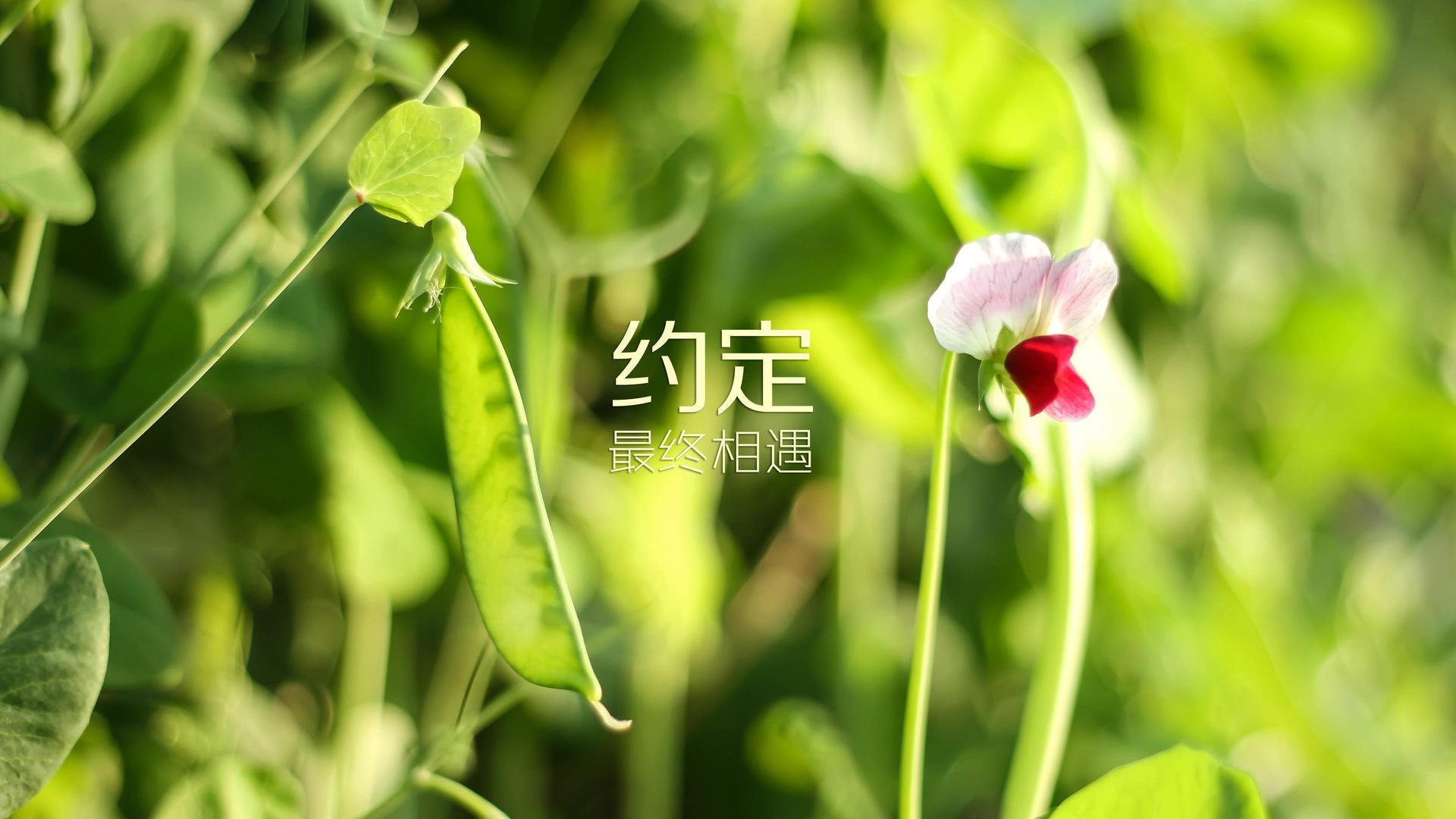 pg电子游戏-世界杯F组激战，西班牙斗牛士力克伊拉克，奥斯梅恩独中两元闪耀全场